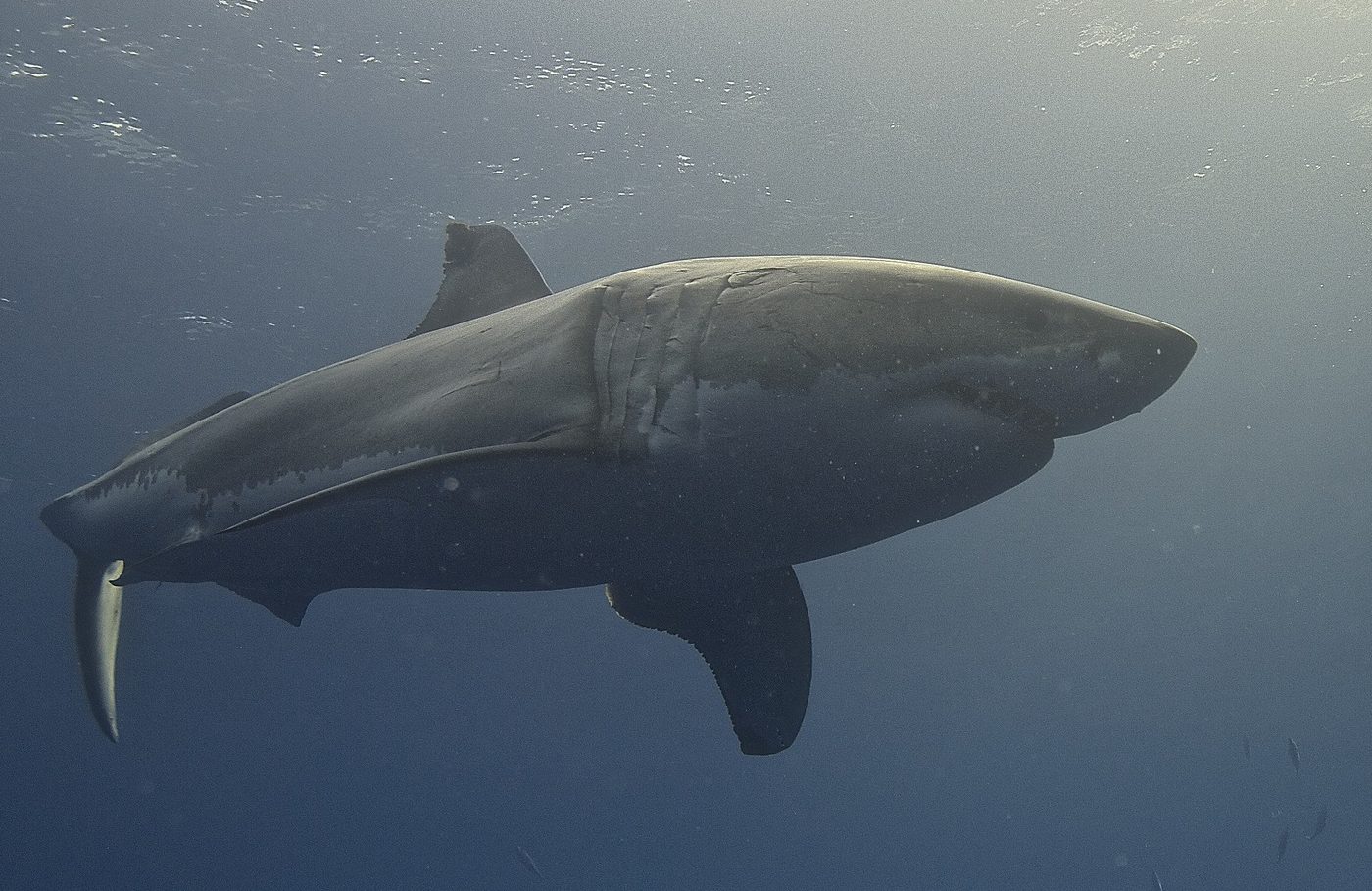 Les "Dents de la Mer" ont fait la réputation du grand requin blanc. Il est en effet l'une des espèces souvent impliquées dans les attaques sur des humains. Ici, un grand requin blanc photographié en Baja California (Mexique) par Elias Levy.