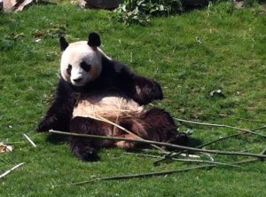 L'arrivée des pandas géants à Beauval en 2012 avait fait bondir la fréquentation du zooparc. En sera-t-il de même avec la naissance des bébés en 2017? (Photo: Marie Simon)