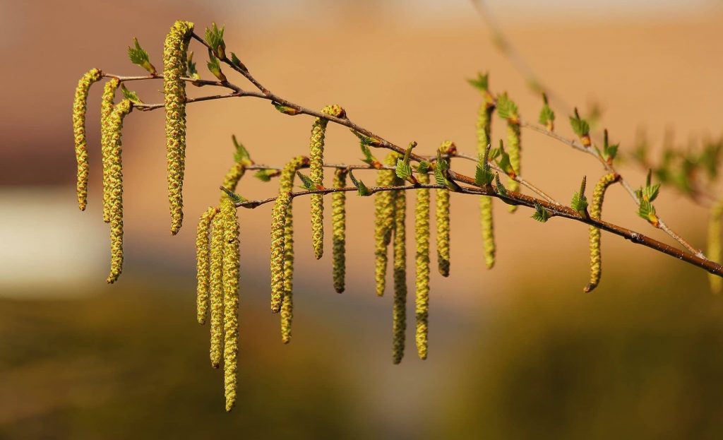 La saison commence pour les pollens de bouleau. A vos mouchoirs et vive l'Aerius ! (Photo Flickr/Sue Thompson)