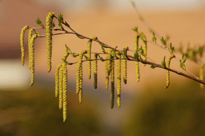 La saison commence pour les pollens de bouleau. A vos mouchoirs et vive l'Aerius ! (Photo Flickr/Sue Thompson)