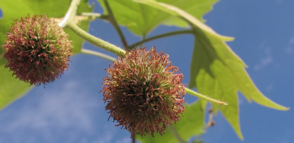 Si cette photo ne vous donne pas de boutons, c'est que vous n'êtes pas allergique aux platanes. Plus précisément aux poils de leurs fruits et de leurs feuilles, bien plus redoutables que leur pollen. (Photo Flickr/jacinta lluch valero)